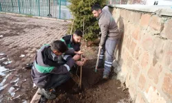 Kayseri Talas'ın kamu alanlarına kestane fidanı