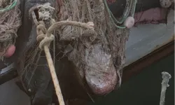 İzmir’de su ürünleri denetimlerinde ceza yağdı