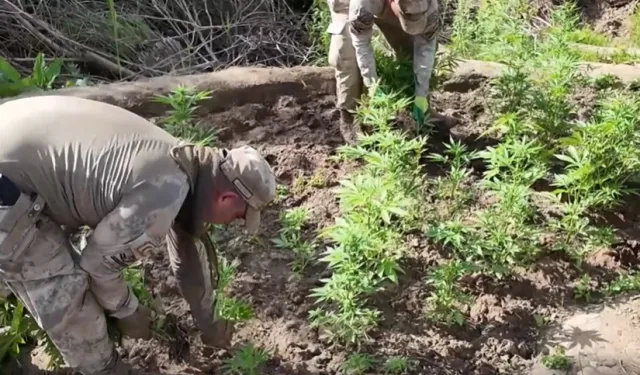 Jandarma'dan dev operasyon! 12,5 milyon liralık kenevir yakalandı
